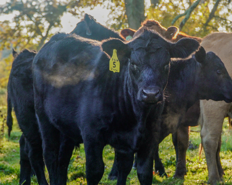 About Us Six Spring Farms Hall of Fame Beef Six Springs Farm Hall