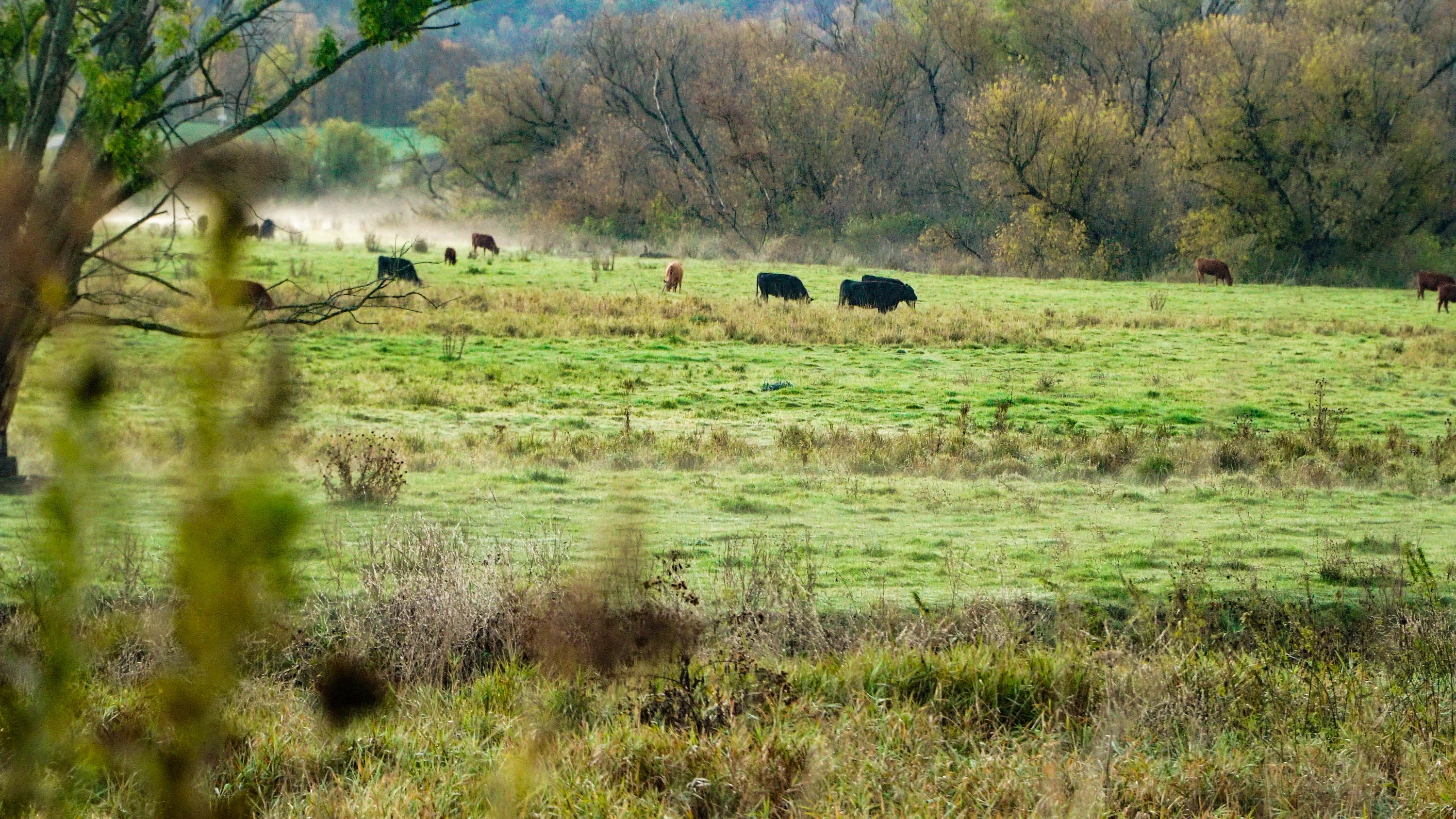 Contact Six Springs Farm Six Springs Farm Hall of Fame Beef