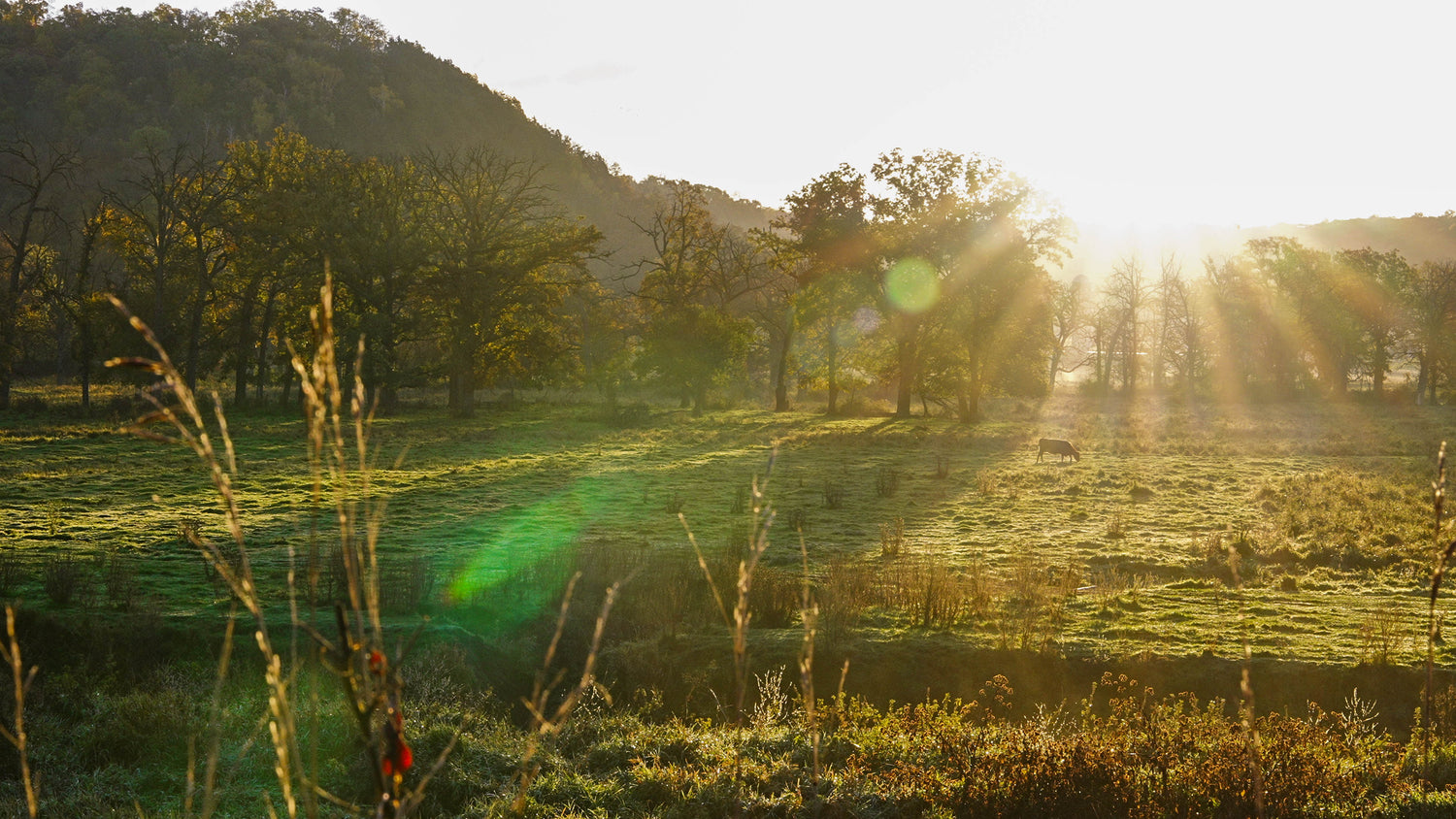 About Us Six Spring Farms Hall of Fame Beef Six Springs Farm Hall